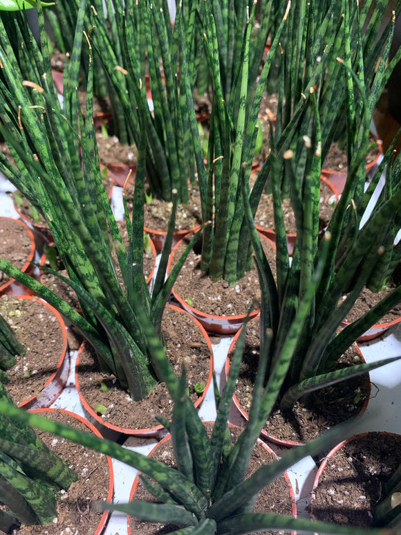 Sanseveria Assorted 2.5”
