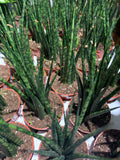 Sanseveria Assorted 2.5”